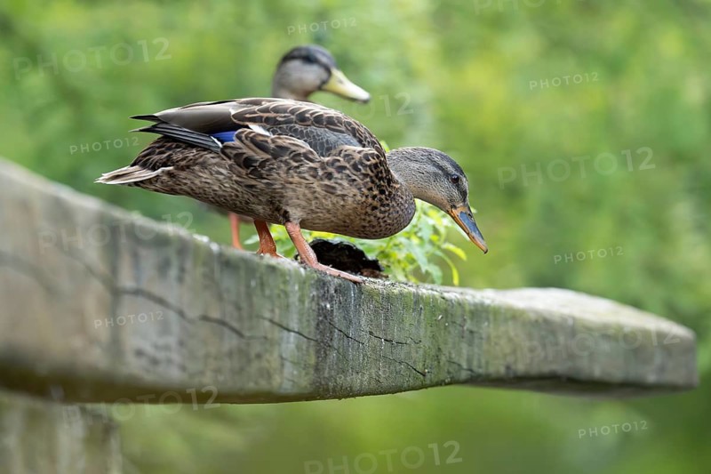 Mallard (Anas platyrhynchos), female, photographed from below, standing on a wooden beam and looking down, background blurred green, Dortmund, Germany