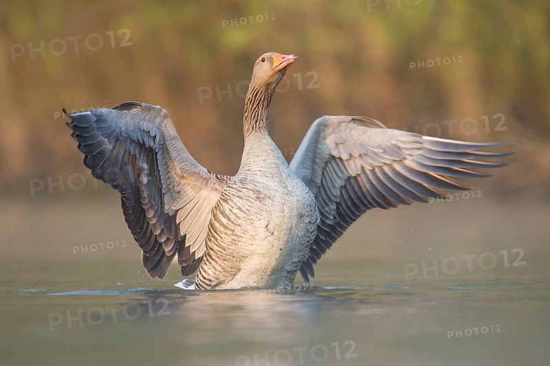 Greylag Goose (Anser anser), Rhineland-Palatinate, Germany