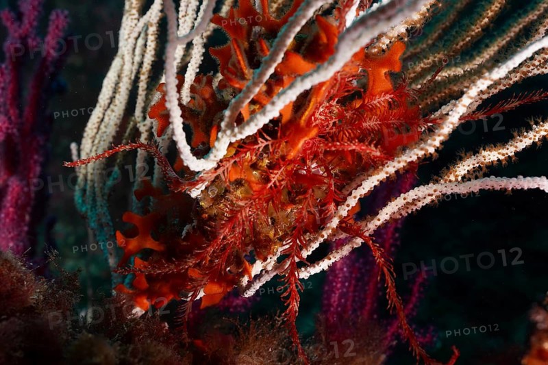 Mediterranean starfish (Antedon mediterranea) on white gorgonian, dive site Giens Peninsula, Mediterranean Sea, Porquerolles, Provence, Côte d'Azur, France