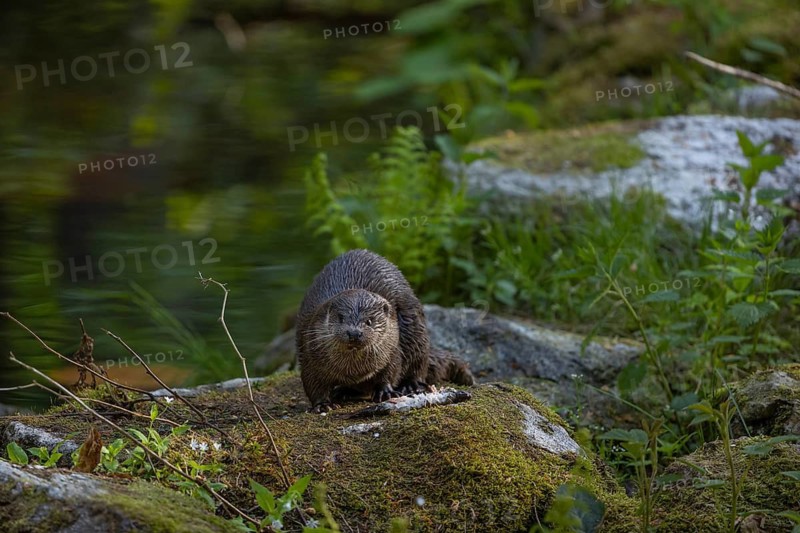 One Eurasian otter (Lutra lutra), sitting on a mossy rock and eating a fresh caught fish