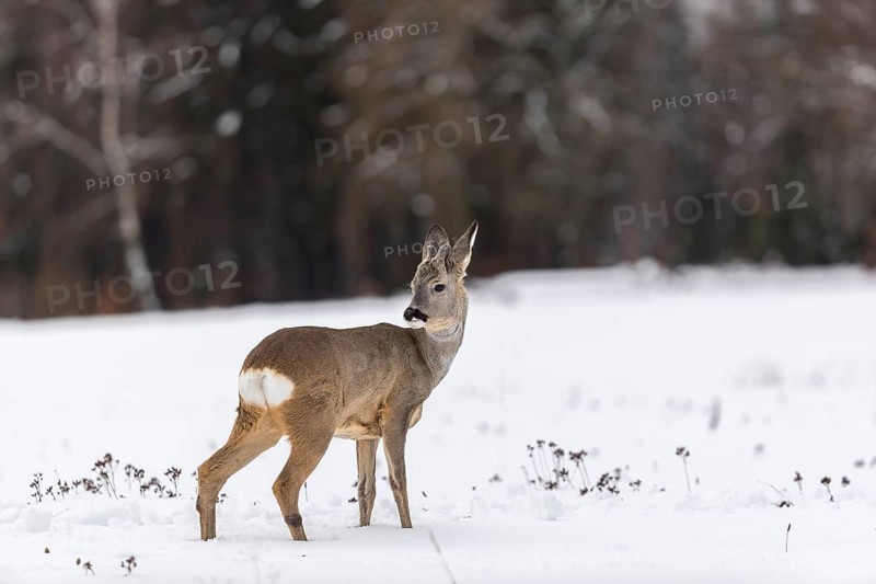 One young male Roe Deer, Roe buck (Capreolus capreolus), walking over a snowy meadow. Trees in the background