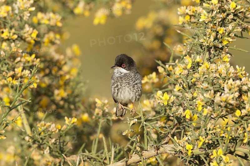 Cyprus Warbler (Sylvia melanothorax) male, Cyprus