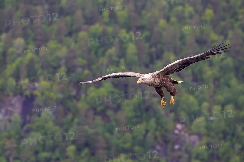 White-tailed eagle (Halliaeetus albicilla) in front of snow-covered mountains and forest, Norway