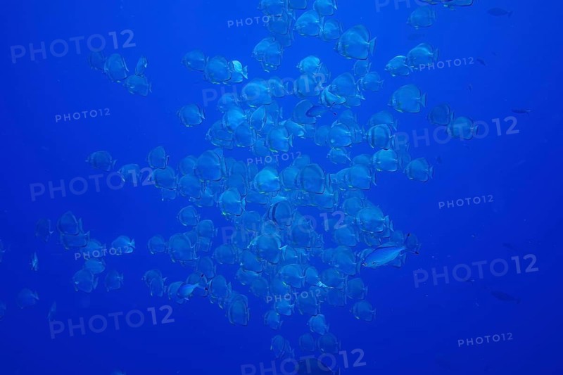 Round-headed batfish (Platax orbicularis)