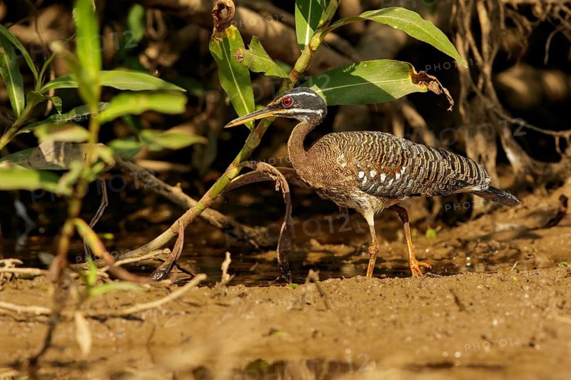 Sunbittern (Eurypyga helias helias) feeding in a wetland area in the Pantanal region of Brazil
