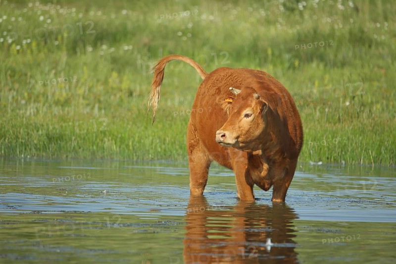 Cattle (Bos primigenius) standing in water, tail up, high, lakeshore, Los Barruecos, Malpartida de Caceres, Caceres, Extremadura, Spain