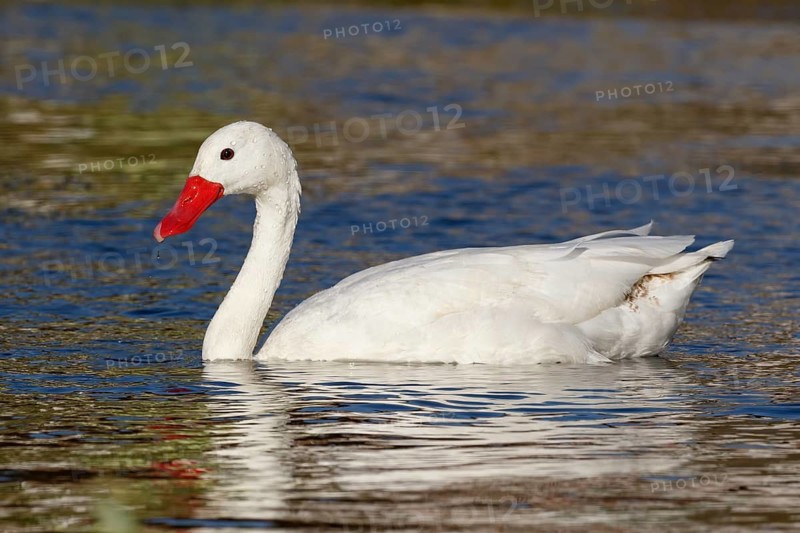 Coscoroba Swan (Coscoroba coscoroba), Valparaiso, Chile