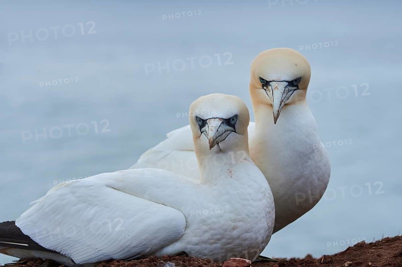 Northern gannet (Morus bassanus) couple standing on the cliff, wildlife, Helgoland, Germany