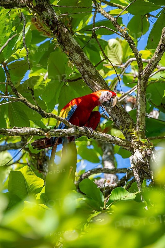 Scarlet Macaw (Ara macao) eating fruit in catappa tree (Terminalia catappa), Puntarenas province, Costa Rica