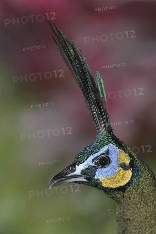 Green Peafowl (Pavo muticus), Florida, USA