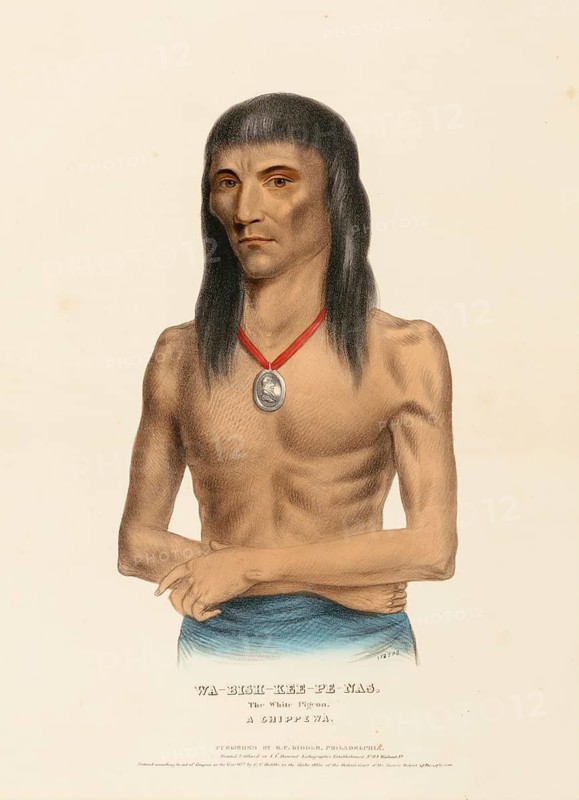 Wa-Bish-Kee-Pe-Nas. The White Pigeon. A Chippewa (1837), Indians, Historical Indian tribes from North America, Charles Bird King (1785, 1862), Historical, digitally restored reproduction from a 19th century original, Record date not stated