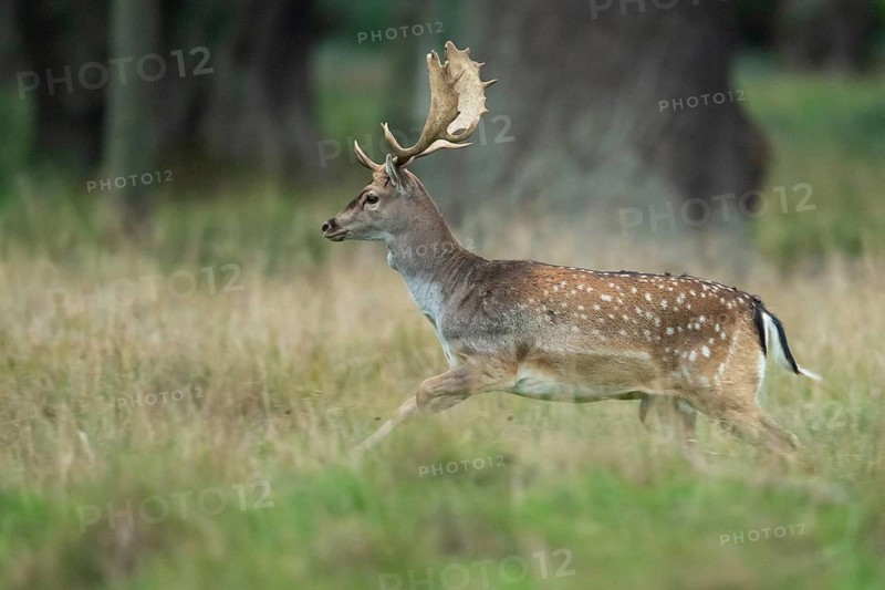 Male fallow deer (dama dama) in the run, Klamptenborg, Copenhagen, Denmark