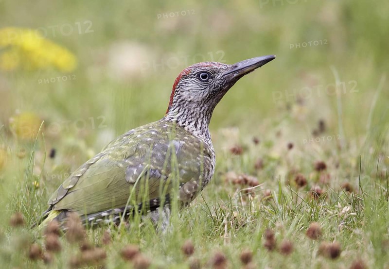 European Green Woodpecker (Picus viridis) juvenile female foraging, Mecklenburg-Western, Pomerania, Germany