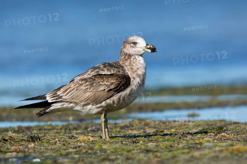 Pacific Gull (Larus pacificus georgii) juvenile, South Australia, Australia