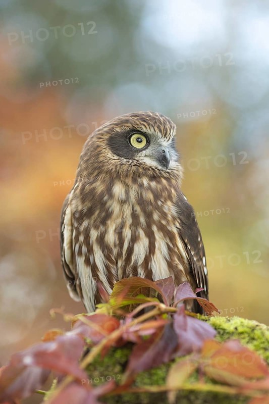 Morepork (Ninox novaeseelandiae), captive, Germany
