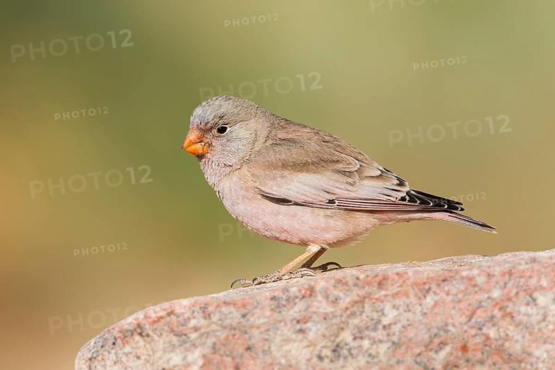 Trumpeter Finch (Bucanetes githagineus) male, Eilat, Israel