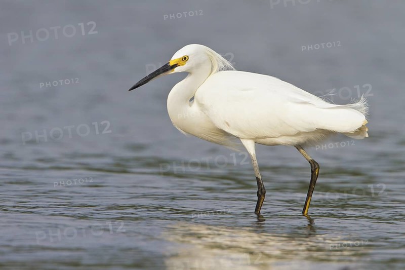 Snowy Egret (Egretta thula) feeding along the shore of a river in Costa Rica, Central America
