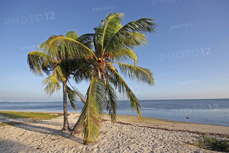Sandy beach beach with coconut palm (Cocos nucifera), palm trees, sea, symbol, holiday, Key West, Florida, USA