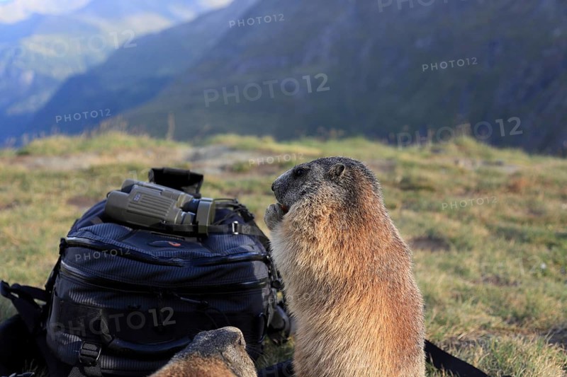 Two adult Alpine Marmot, Marmota marmota, explore the photographers backpack, looking for food