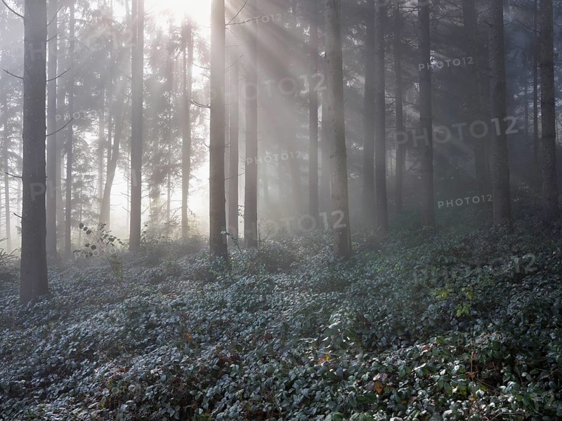 Forest with sunbeams in the haze, Lindenberg, Canton Aargau, Switzerland