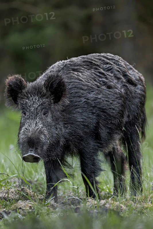 Late in the evening I come across a wild boar (Sus scrofa) at the edge of the forest, spring, Denmark