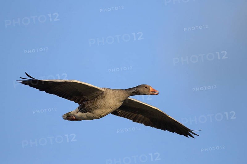Graugans (Anser anser), Greylag goose, Altvogel im Flug, April, Insel Texel, Nordsee, Nordholland, Niederlande
