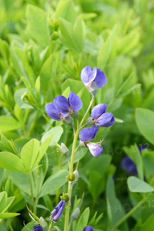 Baptisia (Baptisia australis),  Sweden