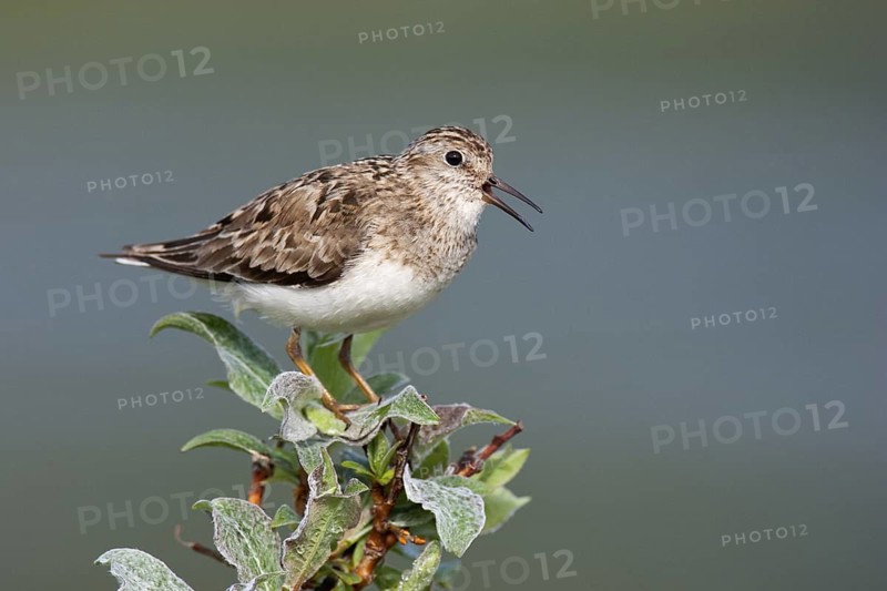 Temminck's Stint (Calidris temminckii) calling, Finnmark, Norway
