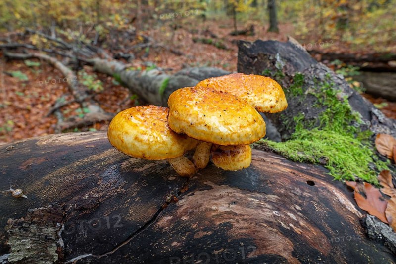 Goldfell Schüppling (Pholiota aurivella), fruiting body on a dead trunk of a copper beech (Fagus sylvatica) lying on the ground, dead wood, Hainich National Park, Thuringia, Germany