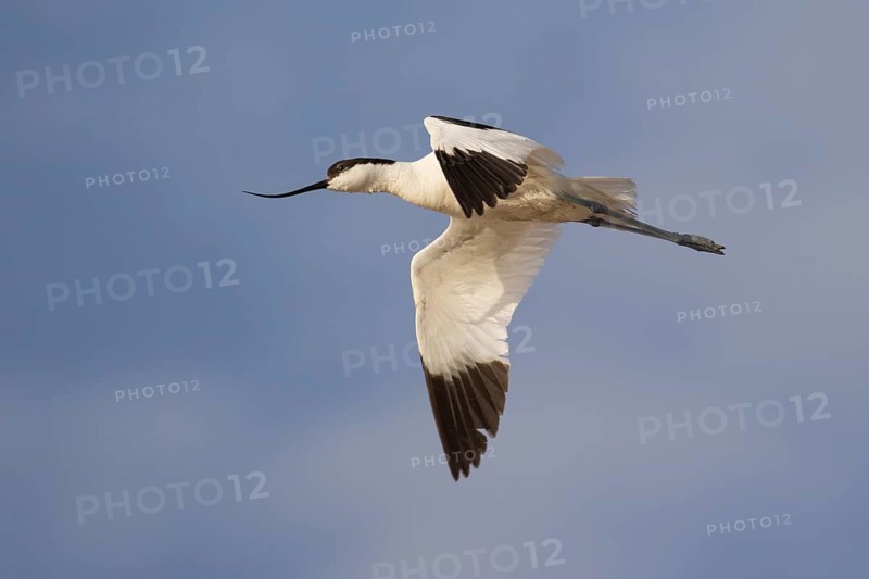 Pied Avocet (Recurvirostra avosetta) flying, Lesvos, Greece
