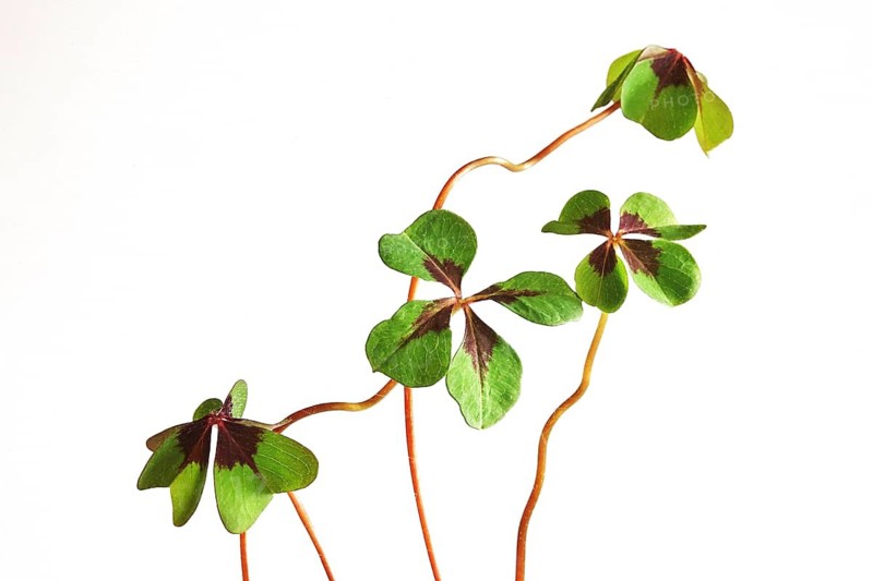 Four-leaf clover, Germany