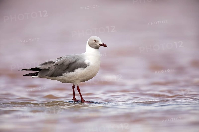 Grey-headed Gull (Chroicocephalus cirrocephalus), Lake Langano, Ethiopia