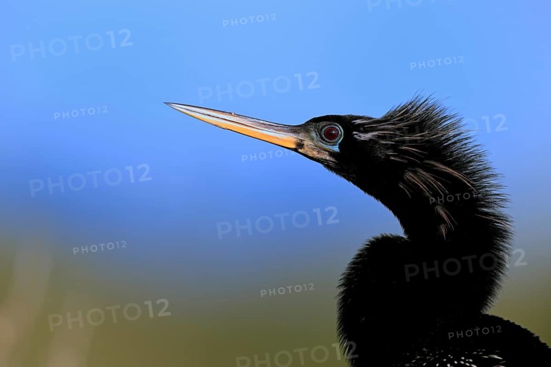 American Darter (Anhinga anhinga), American Darter, adult, male, portrait, Merritt Island, Black Point Wildlife Drive, Florida, USA