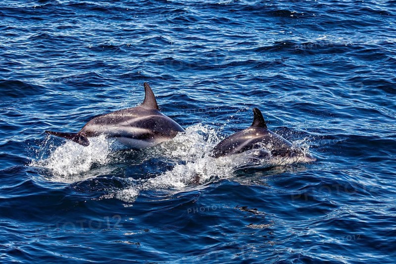 Two dolphins jumping close together dynamically through the blue sea, The Clymene dolphin (Stenella clymene) near Puerto Madryn in Argentina
