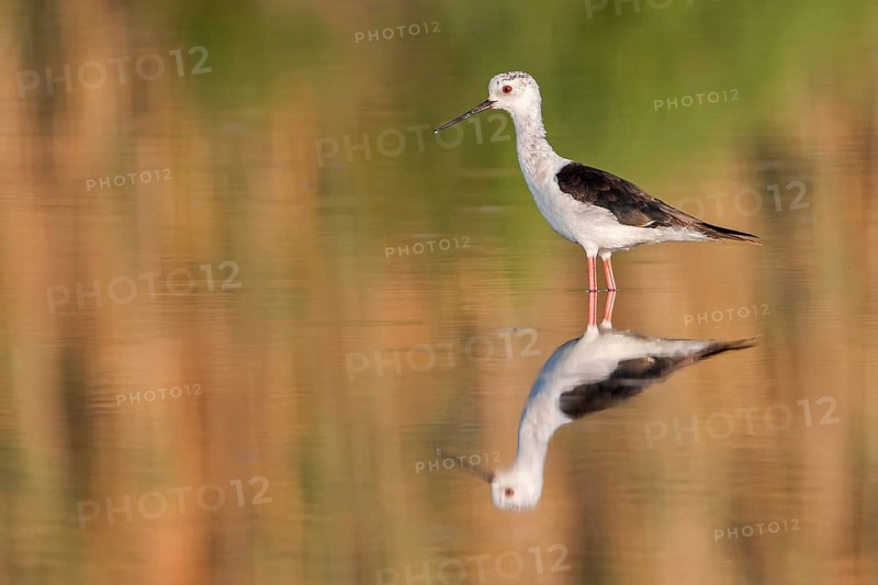 Black-winged Stilt (Himantopus himantopus), juvenile, Spain