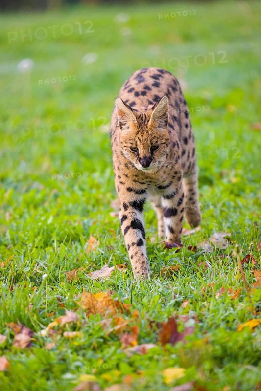 A male serval, Leptailurus serval, walks across a green meadow