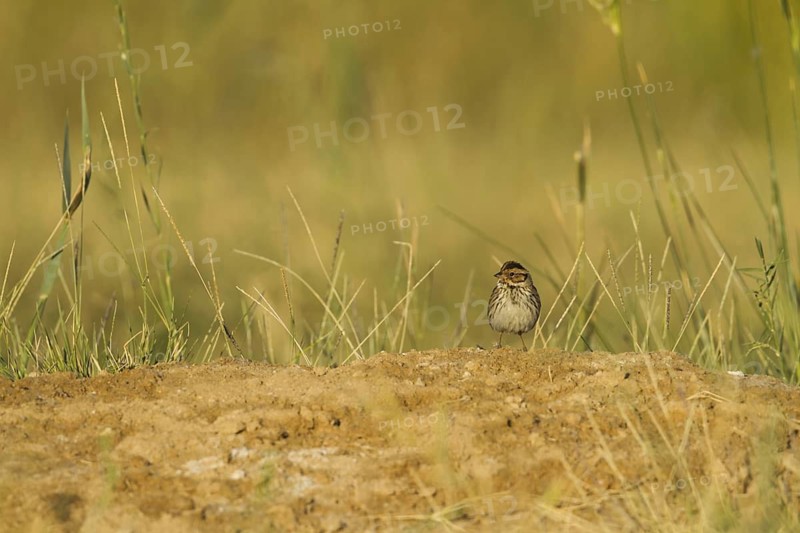 Little Bunting (Emberiza pusilla), Oman