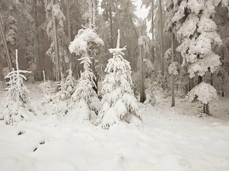 Shrubs and trees in hoarfrost, Horben, Lindenberg, Freiamt, Canton Aargau, Switzerland