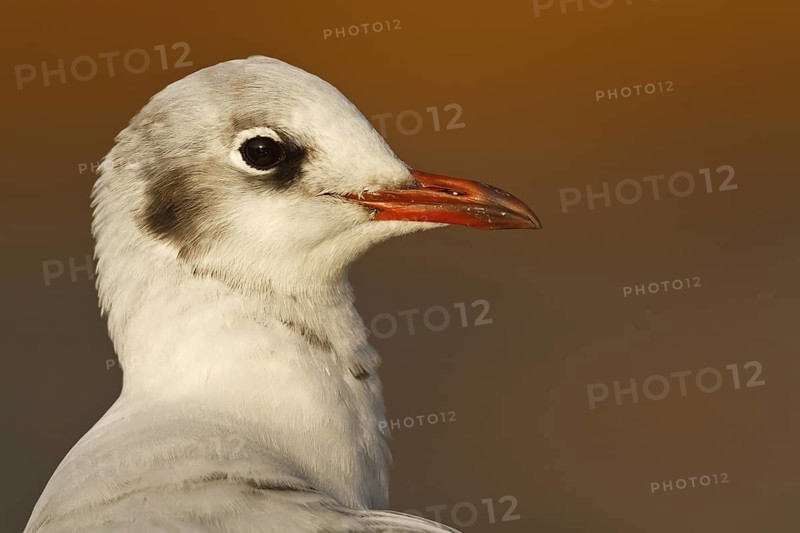 Black-headed Gull (Chroicocephalus ridibundus), Asturias, Spain