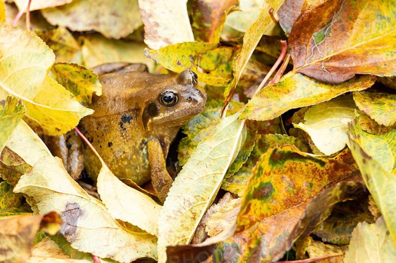 Common frog (Rana temporaria) adult amphibian on fallen autumn leaves in a garden, England, United Kingdom