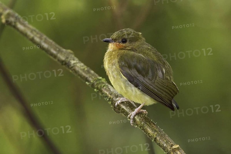 Club-winged Manakin (Machaeropterus deliciosus) female perched on a branch, Ecuador