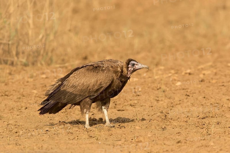 Hooded Vulture (Necrosyrtes monachus) juvenile, Gambia