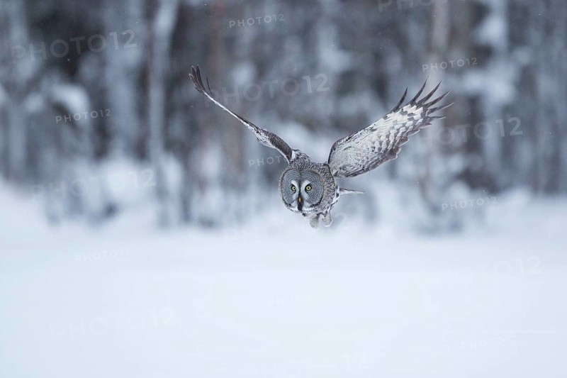 Great Grey Owl (Strix nebulosa) flying, Finland