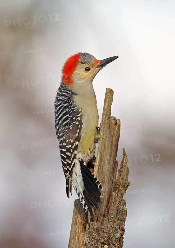 Red-bellied Woodpecker (Melanerpes carolinus) female, Ohio, USA