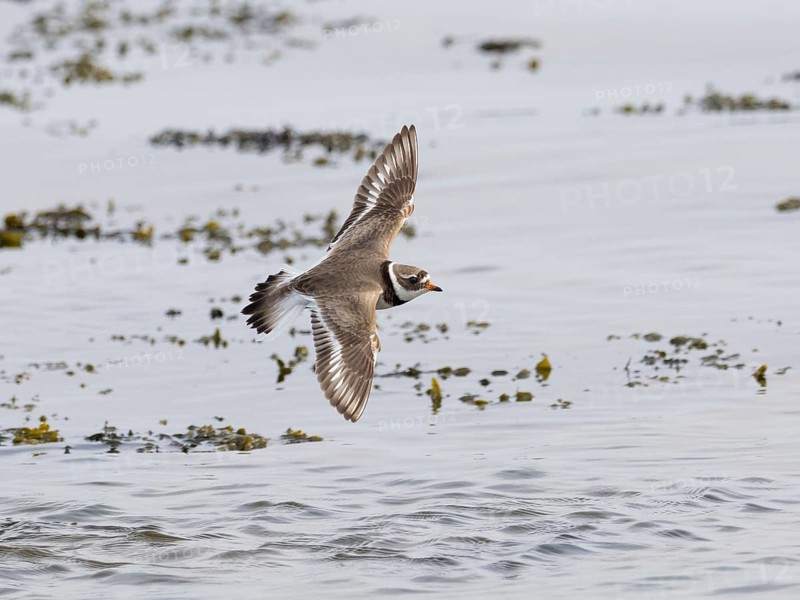 Common Ringed Plover (Charadrius hiaticula), migrant wader, adult bird, in winter plumage, flying over the sea, North East coast, Northumberland, England, UK