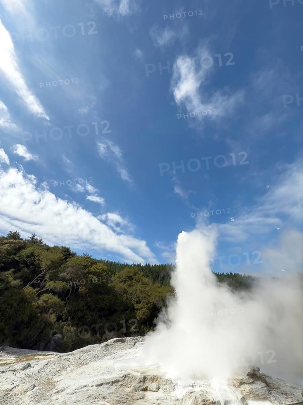 Lady Knox Geyser erupts at the Waiotapu Thermal Track in the colourful Waiotapu Thermal Wonderland geothermal area, North Island, New Zealand, Oceania