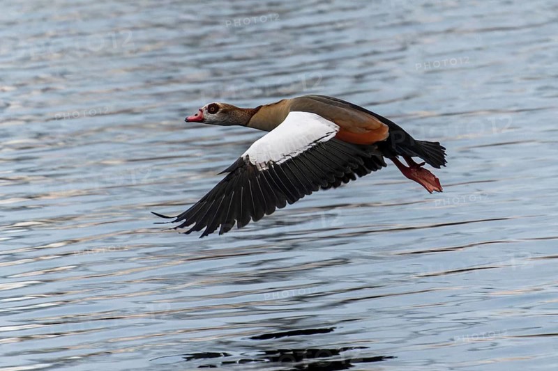Nile Goose gliding in flight over the smooth water surface with spread wings, Nile Goose, (Alopochen aegyptiacus), wildlife, Germany