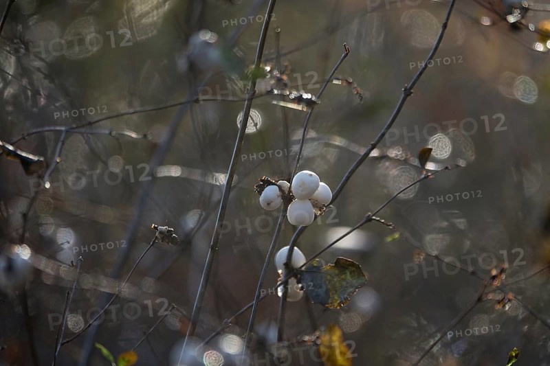 Common snowberry (Symphoricarpos albus), late autumn, Saxony, Germany