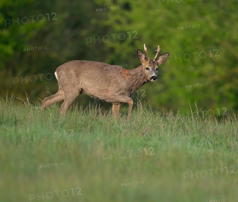 Roe deer (Capreolus capreolus), roebuck with beginning hair change standing in a meadow and looking attentively, wildlife, Thuringia, Germany
