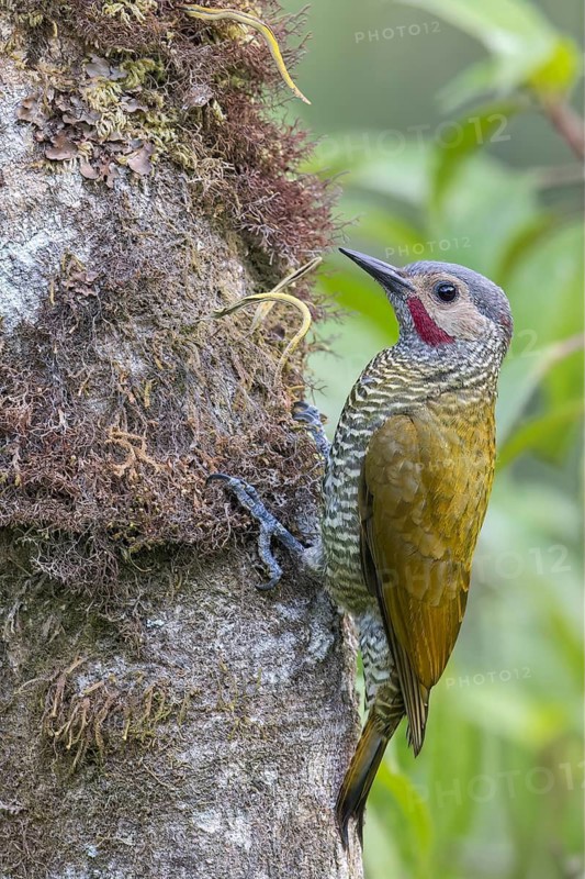 Grey-crowned Woodpecker (Colaptes auricularis) perched on a branch in Oaxaca, Mexico